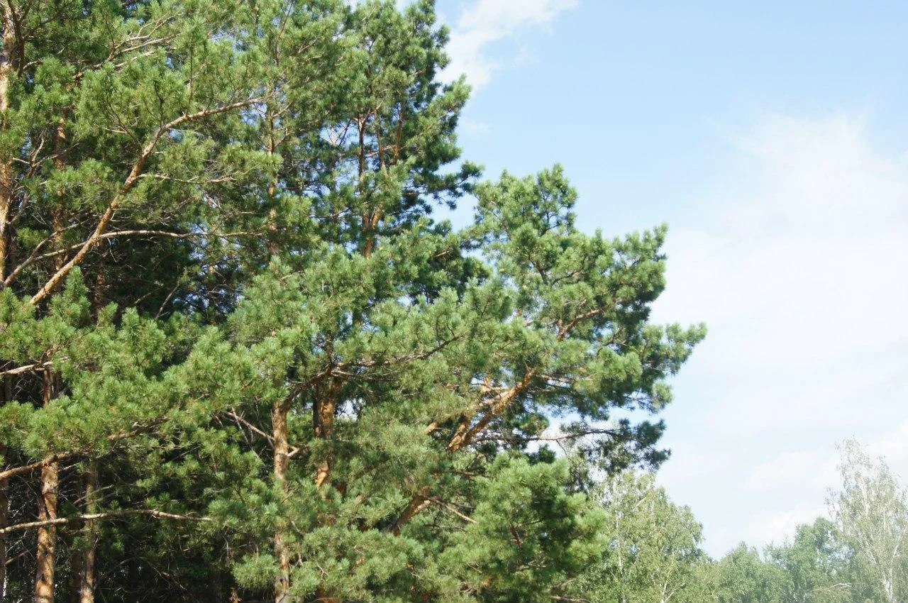 Крытые беседки на компанию до 30 человек в Новосибирске