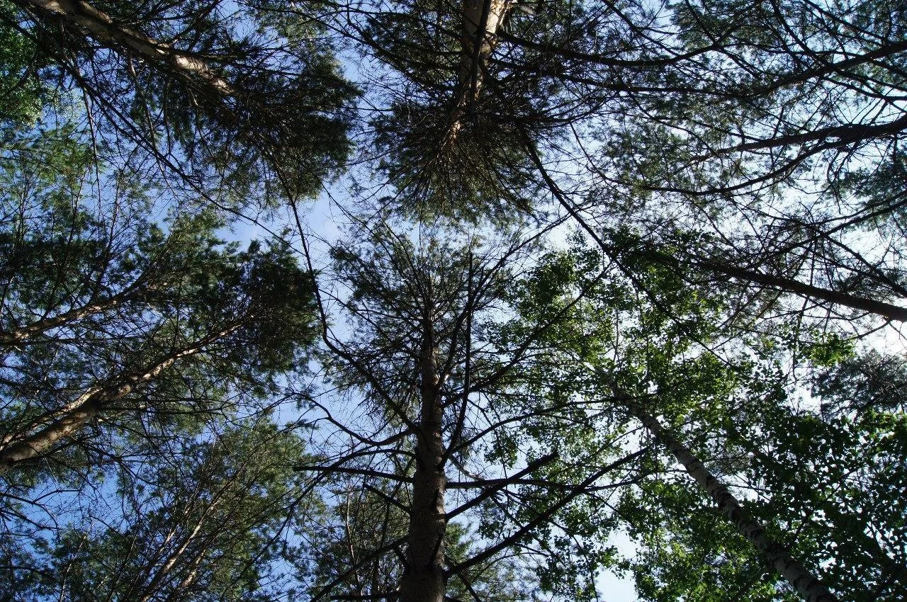 Шатер-Кафе на 15 человек в Горнолыжном клубе «Корел-Иня»