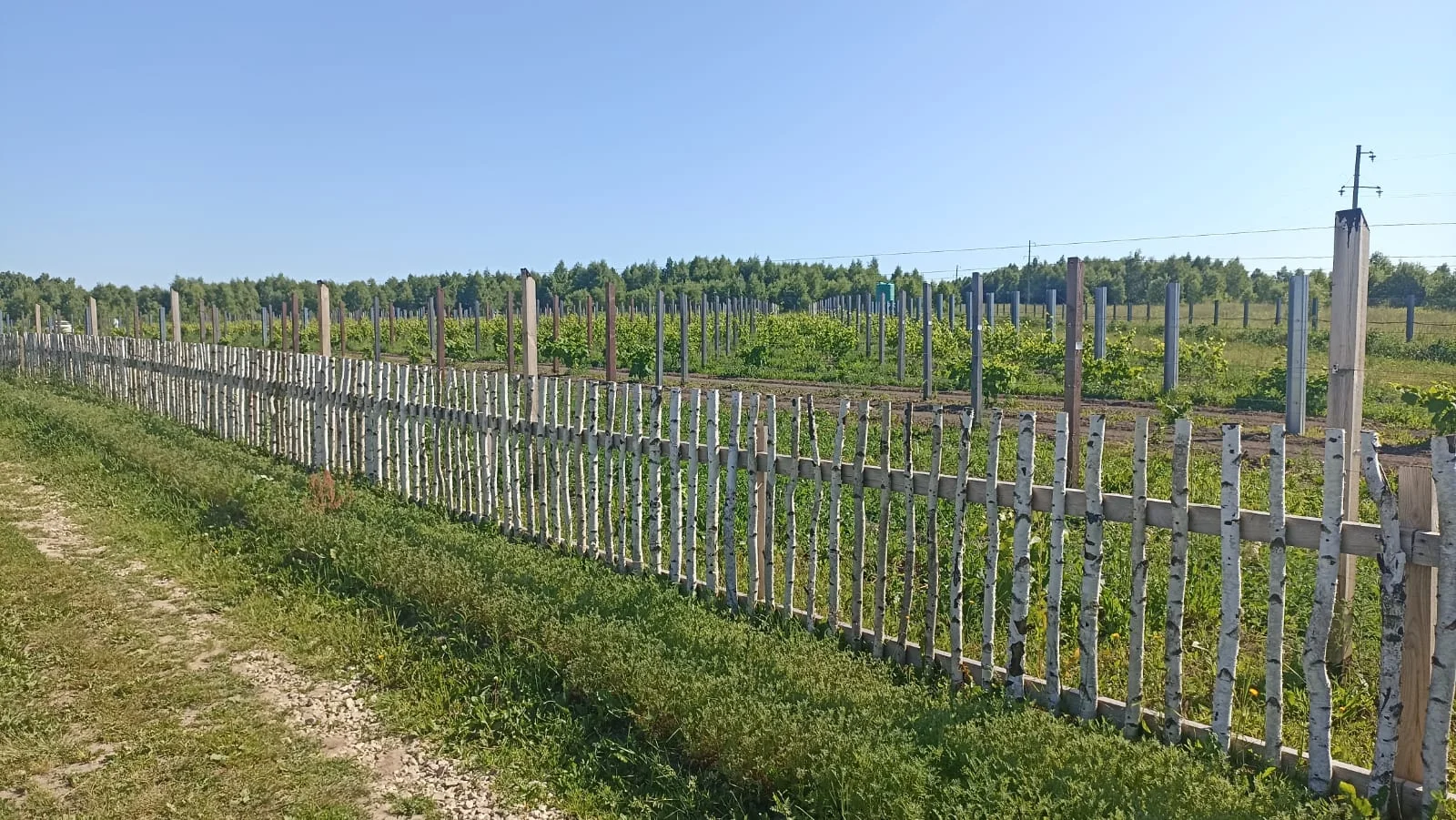 Аренда площадки с беседкой до 50 гостей на винограднике KULAKOVO