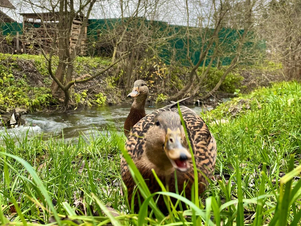 Аренда дома/беседки с мангалом на берегу реки