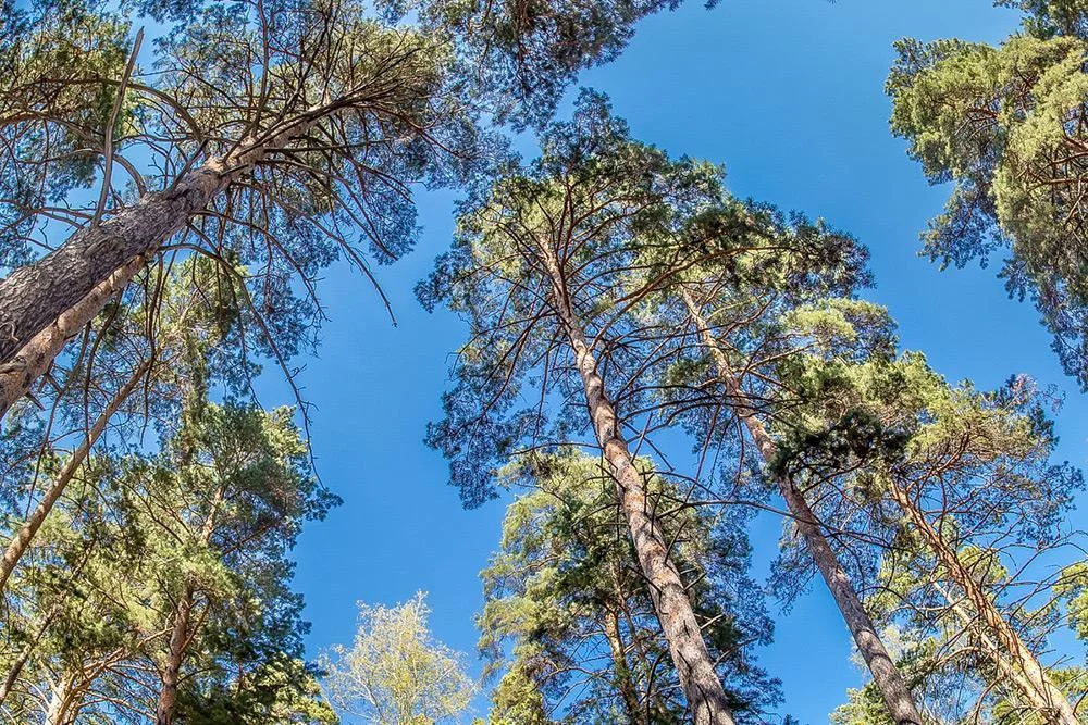 Мангальное место для пикника — Парк отдыха «На Камнях»