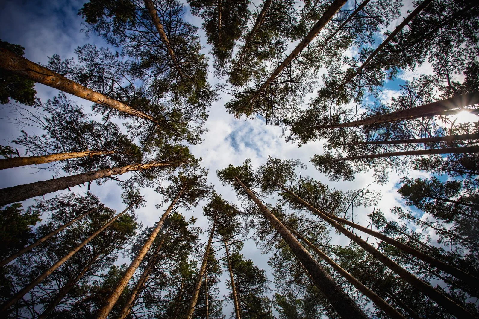 Беседка с мангалом на природе в лесу г.Томск — Комплекс отдыха «Академия»