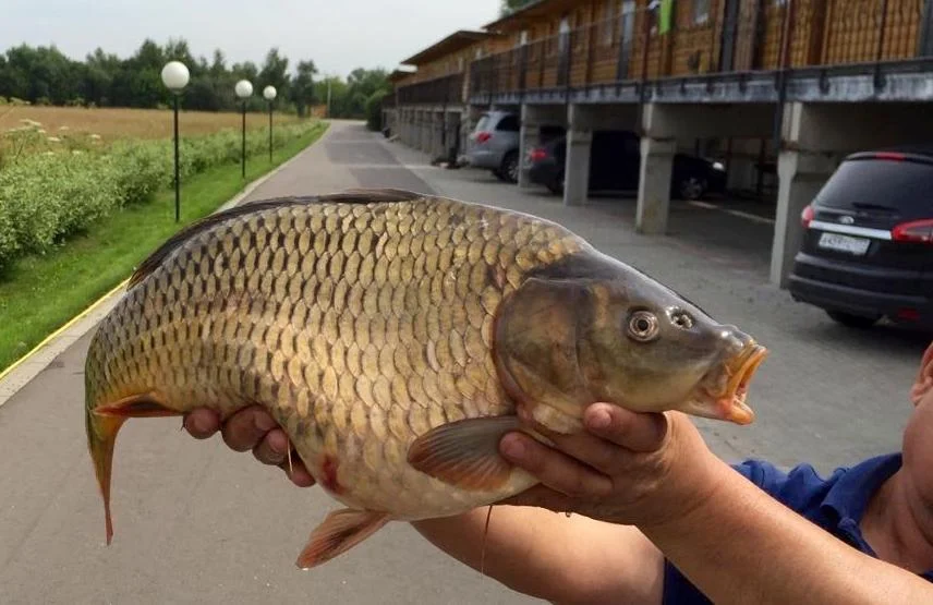 Беседки для отдыха на любой вкус на территории Ок-Река