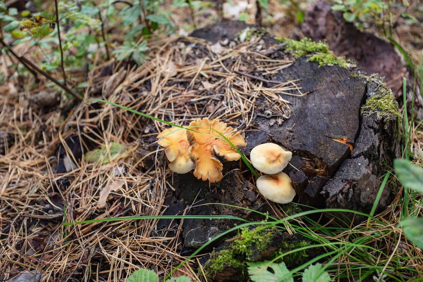 Теплая беседка на 20 человек с мангалом в Томске — Комплекс отдыха «Академия»